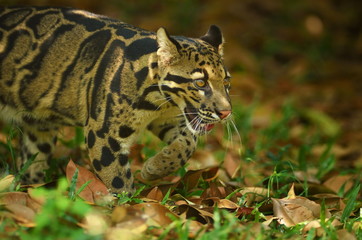 Clouded Leopard (Neofelis Nebulosa)