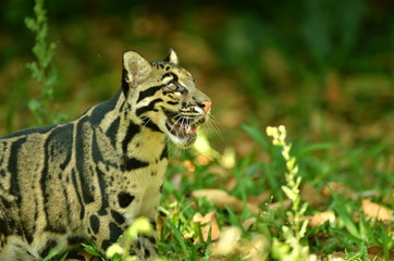 Clouded Leopard (Neofelis Nebulosa)