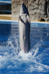 TIERE_2270_Delphin © Stephan von Mikusch