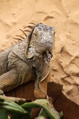 TIERE_2280_gruener_Leguan