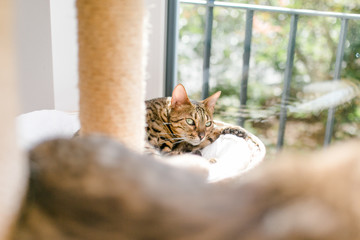 Bengalkatze Katze im Kratzbaum in der Sonne