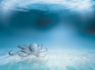 Fototapeta na wymiar Octopus