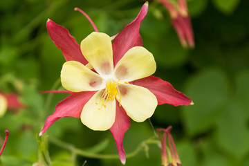 Flower aquilegia closeup