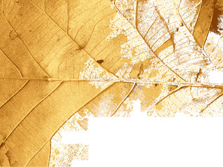 Dry Leaf texture background