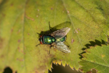 View of fly sitting on a leaf