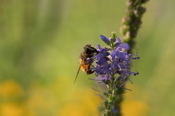 Wasp on a flower with soft background