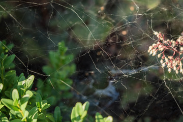 Spider web in the garden with light falling