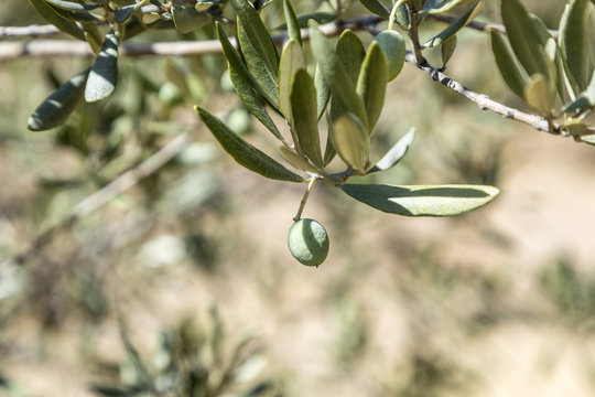 detail of olive tree with Olive