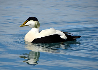 Schwimmende Eiderente (Jökulsárlón, Island)