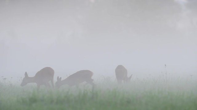Rehwild im Morgennebel, Sommer