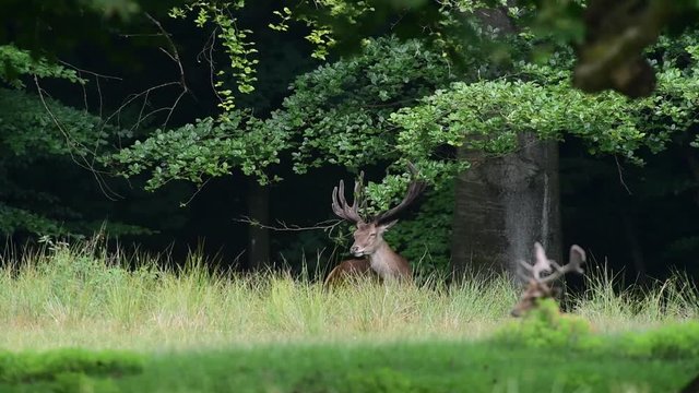 Rothirsch forkelt an Buchen Ast, Sommer