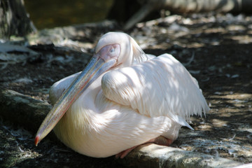 TIERE_2219_Rosapelikan