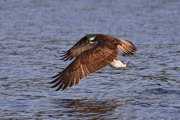 Osprey (Pandion haliaetus)