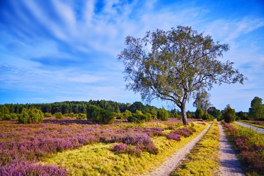 L&uuml;neburger Heide, Heidelandschaft