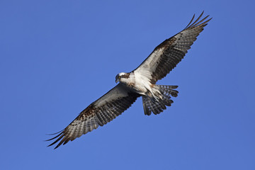 Obraz premium Osprey (Pandion haliaetus)