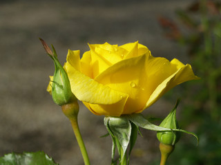 yellow Rose