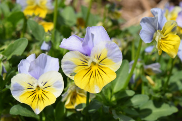 Yellow and pale lavender pansies