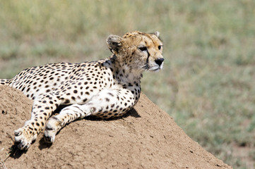 Cheetah