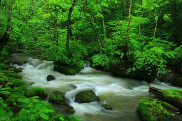Obraz premium 夏の奥入瀬渓流