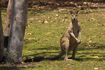 Wallaby im Nitmiluk NP
