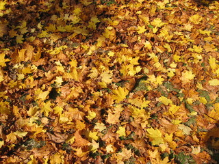 Herbstlaub