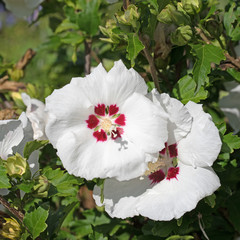 Weißer Hibiskus, Garteneibisch