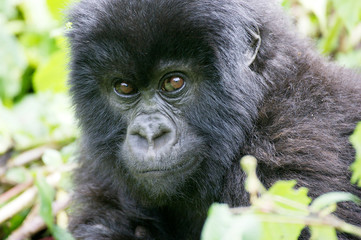 Young mountain gorilla © Maurizio