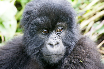 Young mountain gorilla