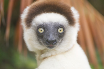 Lemur