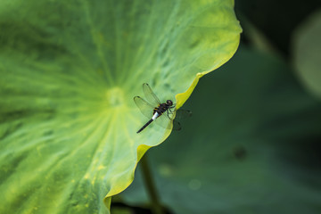蓮の葉とシオカラトンボ