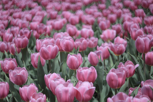 Beautiful tupil flowers