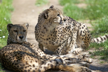 Cheetah (Acinonyx jubatus)