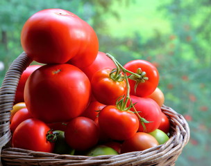 Tomatoes from your garden