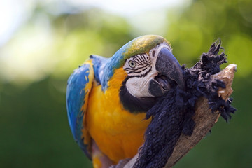 The blue and yellow macaw (Ara ararauna)