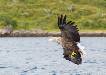 White Tailed Eagle