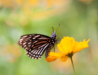 Closeup butterfly on flower (Common tiger butterfly)