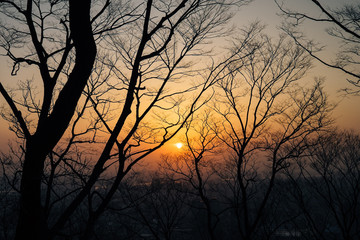 Sunset with silhouette tree branches in the city of Seoul. 