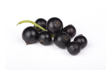 Black currant on white background