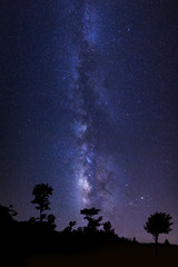 Beautiful milkyway and silhouette of tree on a night sky with stars and space dust in universe