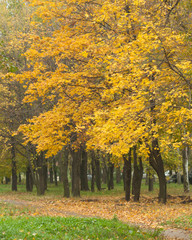 Naklejka premium autumn leaves of a birch tree