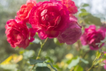 Close Up Of Red Roses