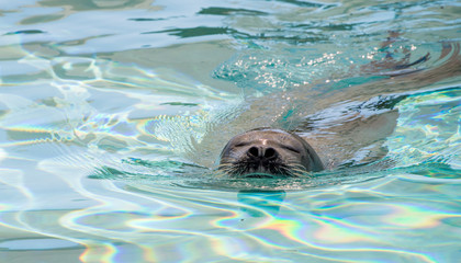 Cute seal in the water