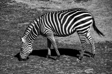 Fototapeta na wymiar Grazing zebra