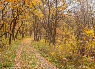 Fototapeta premium road in autumn park with golden leaves