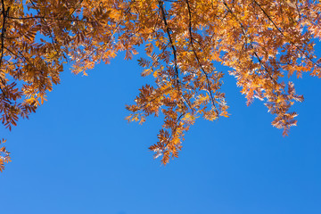 Autumn leaves with the blue sky