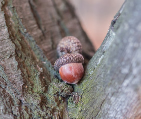 Brown acorns on autumn leaves
