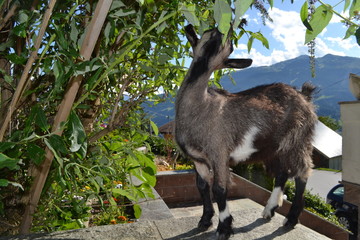 Ziege in den Bergen