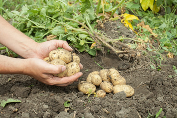 Fruits of the potato in the hands in the garden