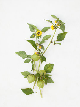 Physalis twig with flowers and fruits on white