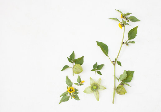 Physalis twig with flowers and fruits on white